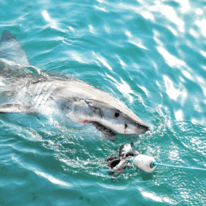 Dolphin Fishing Charter – Muscat