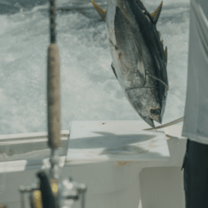 King Mackerel (Kingfish) Fishing Charter – Muscat