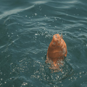 Red Snapper Fishing Charter – Muscat